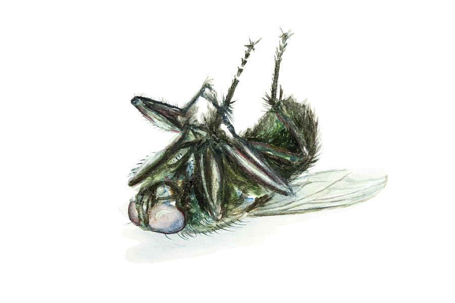 Breaking News: House Fly Found&nbsp;Dead