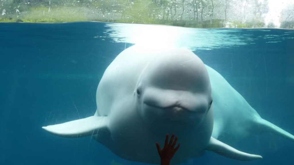 “I’d give him an&nbsp;“A”