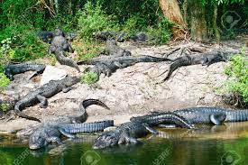 Ripping Off Yankee’s for 100 Years