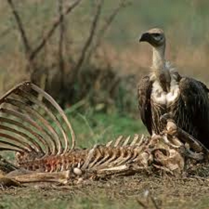 The Carrion of the&nbsp;King