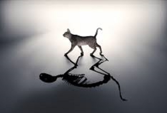 Schrodinger’s Dead Cat&nbsp;Bounce